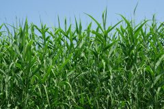 葦が一面生えている