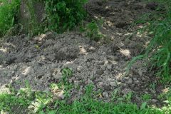 イノシシが掘り起こした跡