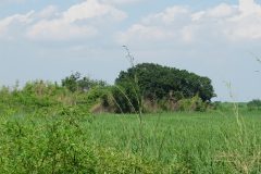 旧谷中村の風景