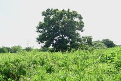 旧谷中村の風景