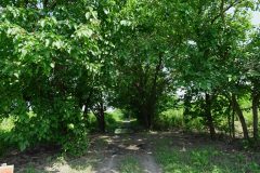 桑の木には、甘い実が生っていた